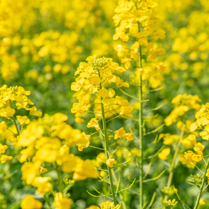 油菜花金黄 伴奏