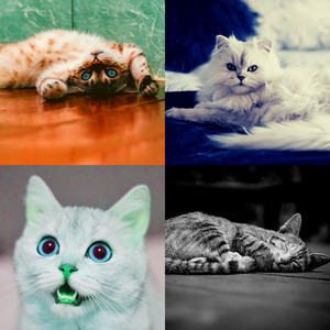 抚慰的睡猫回忆