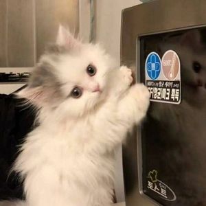 你眼中的星辰月光