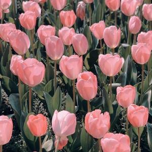 我喜欢上你时的内心活动