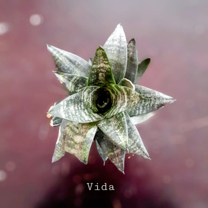 Vida