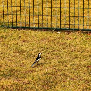 鸽子（Cover宋冬野）