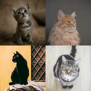 有趣可爱猫咪情怀