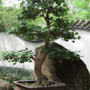 半壶纱