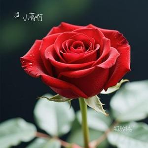 红玫瑰（Cover 张碧晨）