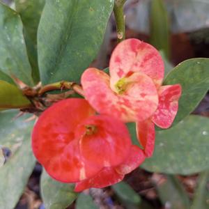 떨어지는 꽃잎들 (Special Version)