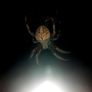 Leaf Cloak [Night Time]