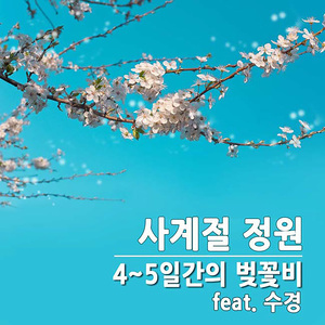 4~5일간의 벚꽃비 (feat. 수경)