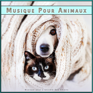Musique instrumentale pour chiens