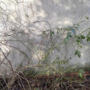 Overval (feat. Beats&Breakfast)