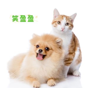 笑盈盈 (狗狗助眠曲)