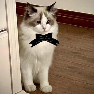 陷阱（翻自 辣条儿）