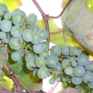 Colibrí en el sarmiento