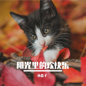 阳光里的欢快乐
