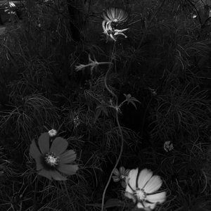 从你的全世界路过