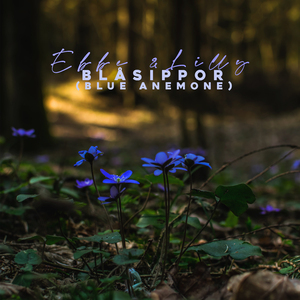 Blåsippor (Blue Anemone)