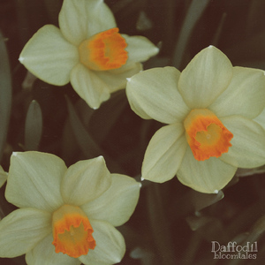 Daffodil