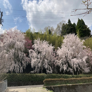 僕からのさよなら