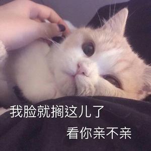 小可爱与小领带