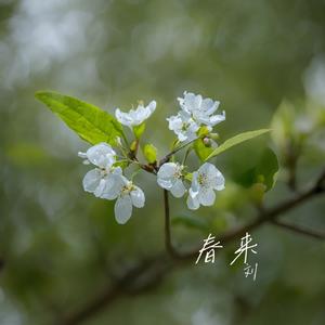 春来