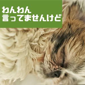 アイリッシュセッターワルツ