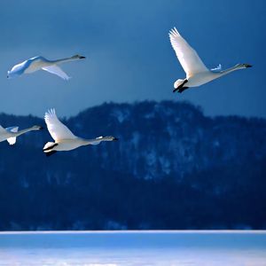 Белые лебеди