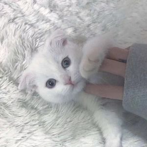 命运（cover：家家）