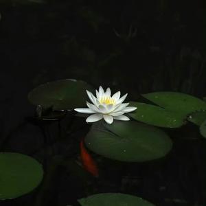 回马枪（dj版）