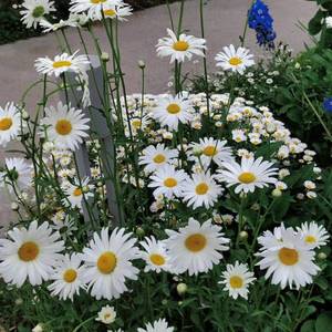 春庭雪（翻自 抖音）