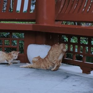 清雅东方韵 · 一