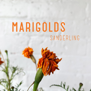 Marigolds
