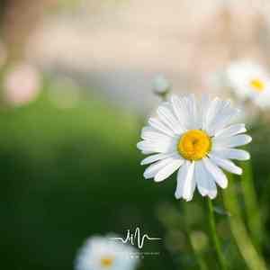 墨离尘 (解压催眠+古琴)