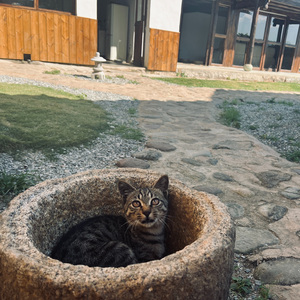 下文东六十四号