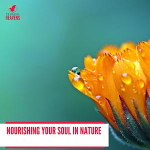 Placatory Coniferous Forest Evening