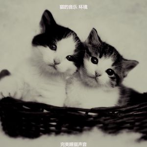 微妙的睡猫心情