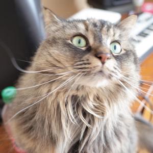 Bbbgllkmku (For You, My Life)