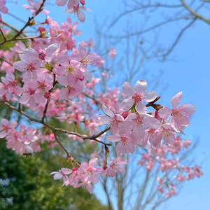 Melody of Peach Blossoms