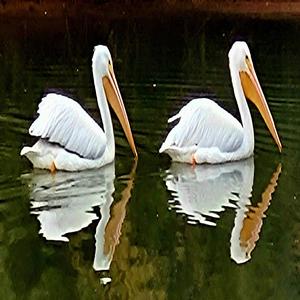 I Know Why the Caged Bird Sings