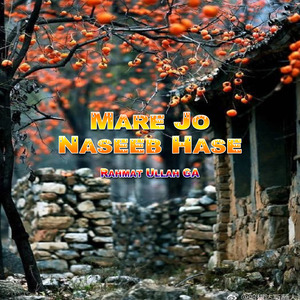 Mare Jo Naseeb Hase