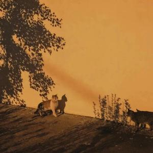 一处风雪两白头