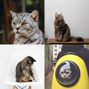 微妙的睡猫心情