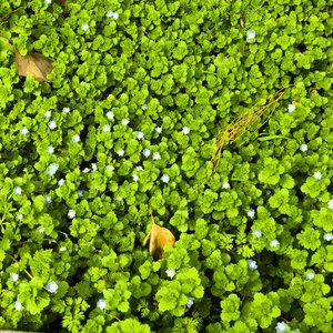 花海之梦