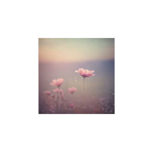 等到花落 by LHTTSmile ⸜(｡˃ ◡ ˂ )⸝♡♪