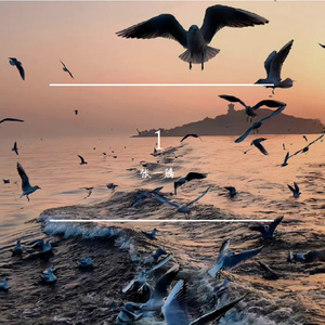 坚定的目光-整曲