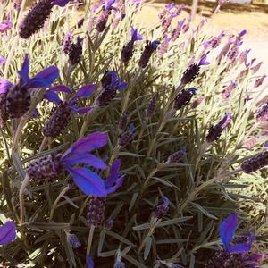 11월의 여자(한국어원본)