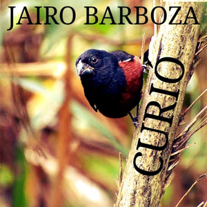 Curió