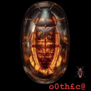 Ootheca