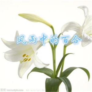 风雨中的百合