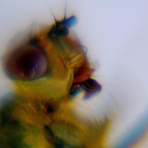 Содомия Version I