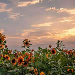 相信爱会赢 录制